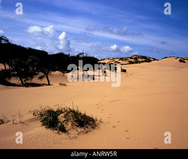 Arbres de pin sylvestre à la lisière des dunes de sable à Formby Merseyside England Banque D'Images