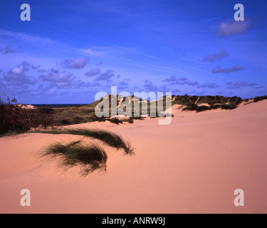 Dunes de sable près de la plage à Formby Merseyside Lancashire stabilisé par l'ammophile Merseyside Lancashire England Banque D'Images