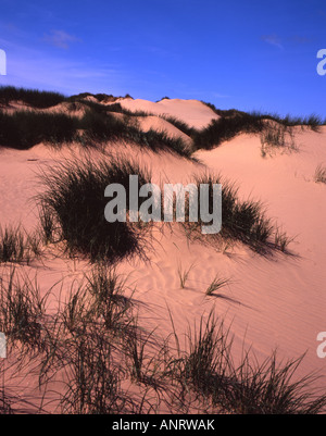 Dunes de sable près de la plage à Formby Merseyside Lancashire stabilisé par l'ammophile Merseyside Lancashire England Banque D'Images