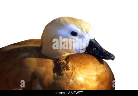 Tadorne Casarca Tadorna ferruginea Banque D'Images