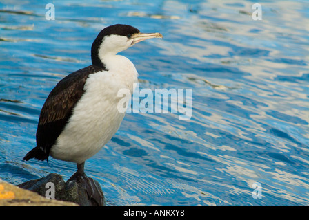 Face noir Cormoran Phalacrocorax fuscescens Banque D'Images