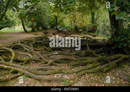 Un fouillis de racines de l'arbre sur la rive à l'Upper Falls à Aysgarth falls Wensleydale North Yorkshire Dales Banque D'Images