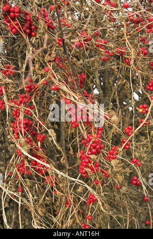 Bryony Tamus communis baies noires à gauche sur les tiges en hiver Décembre Angleterre Norfolk Banque D'Images