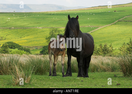 Poney Fell avec poulain sur la lande Banque D'Images