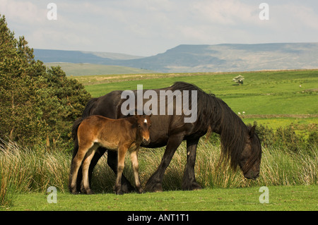 Poney Fell avec poulain sur la lande Banque D'Images