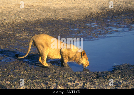 Lion mâle de l'alcool au niveau de boue de Savuti Camp du Parc National de Chobe au Botswana Banque D'Images