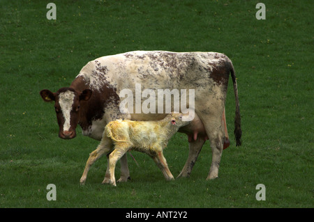 Shorthorn laitière vache avec veau nouveau-né Banque D'Images