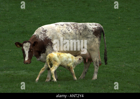 Shorthorn laitière vache avec veau nouveau-né Banque D'Images