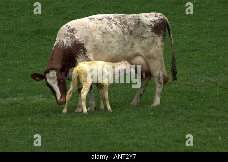 Shorthorn laitière vache avec veau nouveau-né Banque D'Images