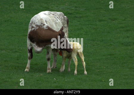 Shorthorn laitière vache avec veau nouveau-né Banque D'Images