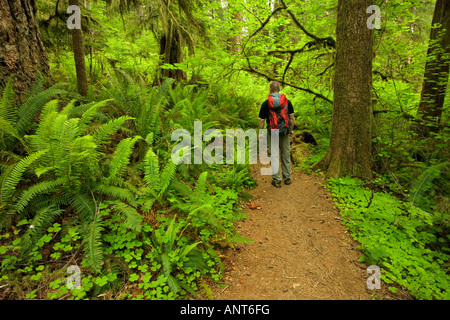 Randonneur en forêt au printemps Banque D'Images