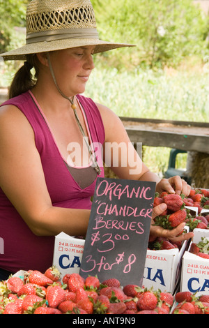 Femme vendant fraises biologiques dans un éventaire routier Los Olivos California Santa Ynez Valley Banque D'Images