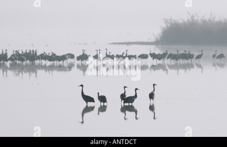 Grues cendrées (Grus grus) reposant dans le lac Agamon, Vallée de Hula, Israël Banque D'Images