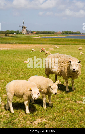 Texel moutons près de moulin à vent), le pâturage sur un polder Banque D'Images