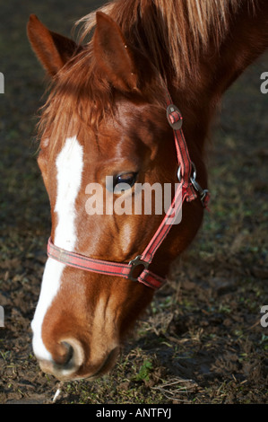 Bouche d'un cheval Banque D'Images