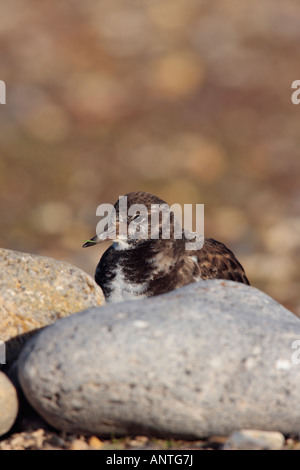 Turnstone Arenaria interpres debout par larg bech stones Salthouse North Norfolk Banque D'Images