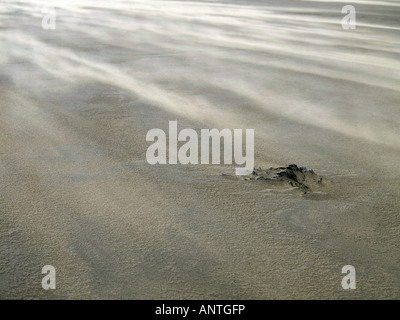 Tempête de sable, sable sec souffle sur le haut de sable mouillé sur la plage. Banque D'Images