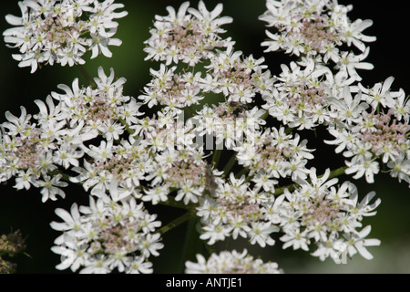 Cow Parsley petit fleurs blanches en campagne anglaise Mai Juin Banque D'Images
