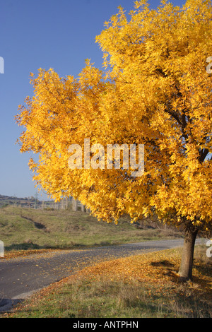 Lonely tree sur la route en automne Banque D'Images