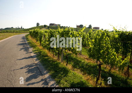 Jeruzalem vignes Mura Balkans Europe Slovénie Pomurje Banque D'Images