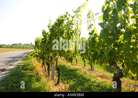 Jeruzalem vignes Mura Balkans Europe Slovénie Pomurje Banque D'Images