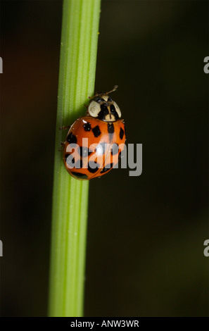 Coccinelle asiatique multicolore Banque D'Images
