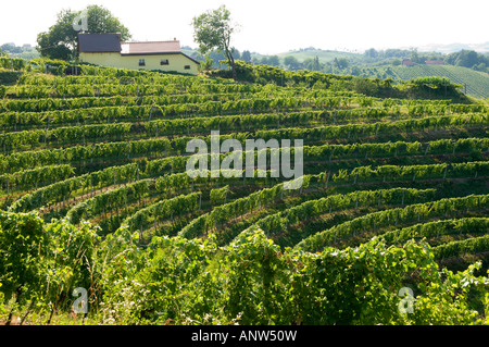 Jeruzalem vignes Mura Balkans Europe Slovénie Pomurje Banque D'Images