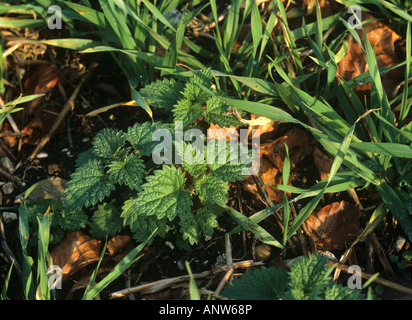 Ortie Urtica dioica jeunes pousses dans des cultures d'orge en automne Banque D'Images