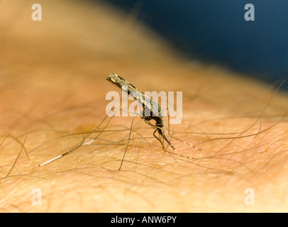 Moustique vecteur du paludisme d'Amérique du Sud Anopheles albimanus se nourrissant de bras humain Banque D'Images