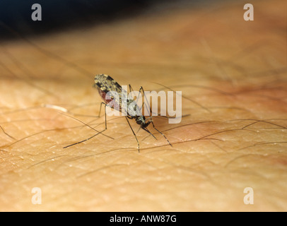 Moustique vecteur du paludisme d'Amérique du Sud Anopheles albimanus se nourrissant de bras humain Banque D'Images