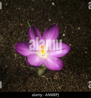 Cinquième d'une série de photographies montrant l'ouverture d'une fleur de crocus Banque D'Images