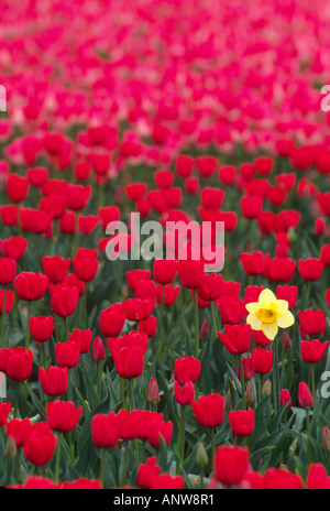 Seul jaune jonquille dans le champ de tulipes rouges. Champs de tulipes dans la rivière Skagit, La Conner, Washington Banque D'Images
