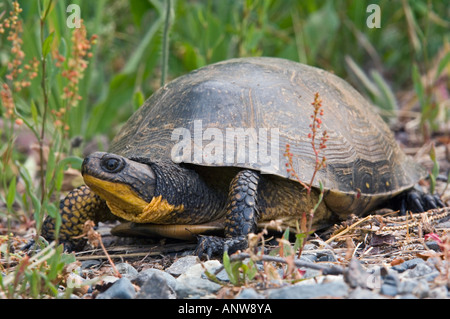 Tortue mouchetée Emydoidea blandingi femelle errant à la nidification de l'Ontario dans le gravier Banque D'Images