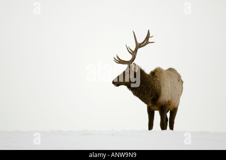 Le Wapiti Cervus elaphus cerf taureaux domestiques se nourrissent de foin dans les pâturages enneigés miroir, Alberta, Canada Banque D'Images