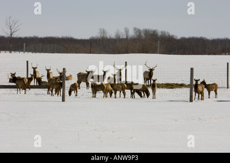 Le Wapiti Cervus elaphus animaux domestiqués dans les pâturages enneigés Waldron Saskatchewan, Canada Banque D'Images