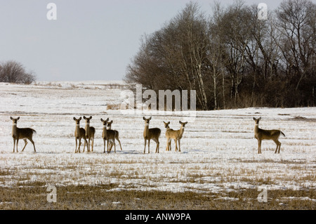 Le cerf de Virginie Odocoileus virginianus troupeau dans les pâturages des prairies d'hiver Souris Manitoba, Canada Banque D'Images