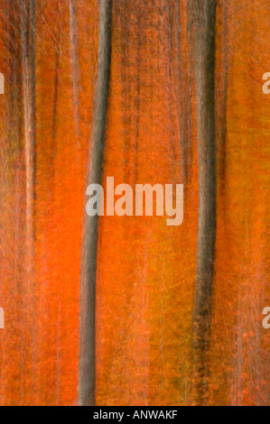 Les arbres d'automne et le feuillage impressions par le mouvement de la caméra et d'une exposition multiple, le Grand Sudbury, Ontario Banque D'Images