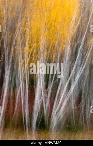 Les arbres d'automne et le feuillage impressions par le mouvement de la caméra et d'une exposition multiple, le Grand Sudbury, Ontario Banque D'Images