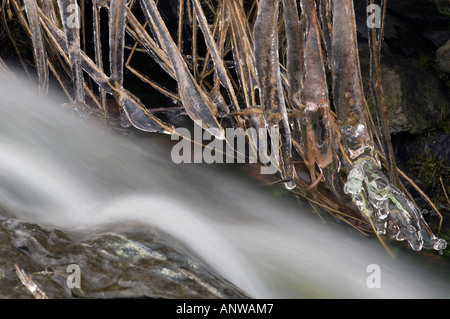 Résumé d'hiver recouvert de glace et d'eau, les herbes Grand Sudbury (Ontario) Banque D'Images