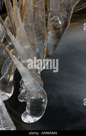 Résumé d'hiver recouvert de glace et d'eau, les herbes Grand Sudbury (Ontario) Banque D'Images