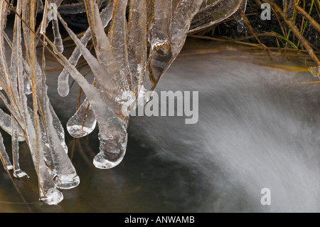 Résumé d'hiver recouvert de glace et d'eau, les herbes Grand Sudbury (Ontario) Banque D'Images