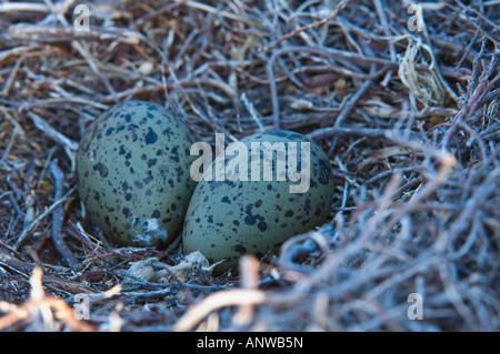 Magellanic Oystercatcher (Haematopus leucopodus) nid avec des oeufs carcasse Island West Falkland Atlantc Décembre l'océan du Sud Banque D'Images