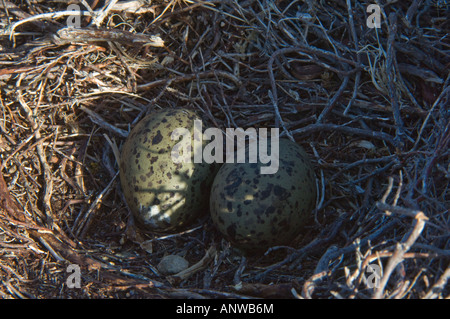 Magellanic Oystercatcher (Haematopus leucopodus) nid avec des oeufs carcasse Island West Falkland Atlantc Décembre l'océan du Sud Banque D'Images