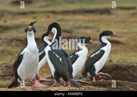 Shag Phalacrocorax atriceps impériale (albiventer) adultes se sont réunis pour collecter des matériaux de nidification Pebble Island West Falkland Banque D'Images