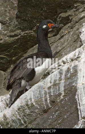 Shag Phalacrocorax atriceps impériale (albiventer) adulte en plumage nuptial avec joues blanc perché sur la falaise rocheuse Banque D'Images