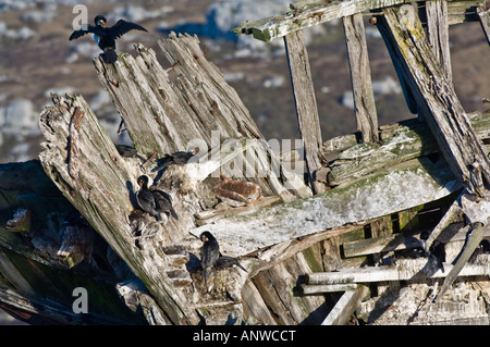 Cormorans (Phalacrocorax magellanicus Rock) qui nichent dans les vestiges de Port Stanley Jhelum West Falkland Océan Atlantique Sud Décembre Banque D'Images