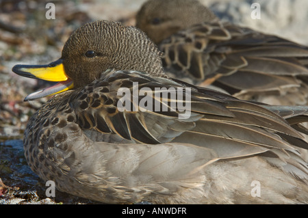 Teal (Anas flavirostris mouchetée) paire se trouve sur l'île West Falkland carcasse de la rive sud de l'Océan Atlantique Décembre Banque D'Images