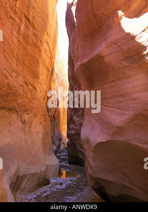 Les Narrows, Slot Canyon, grand escalier-escalante np, Utah, USA Banque D'Images