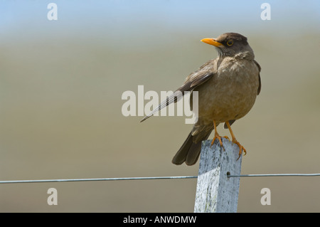 Îles Falkland (Turdus f. falklandii) adulte, perché sur le fil de l'île de la Carcasse West Falkland Océan Atlantique Sud Décembre Banque D'Images