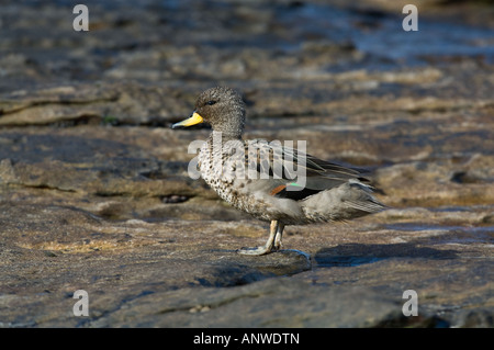 Teal (Anas flavirostris mouchetée) se dresse sur les rochers de l'île de la Carcasse West Falkland Océan Atlantique Sud Décembre Banque D'Images